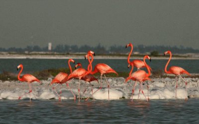 Flamingos in Ria Lagartos Ecological Reserve