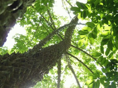 פאזל של ceiba angustifolia
