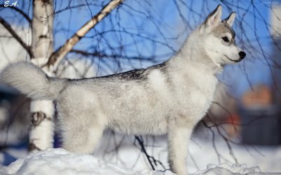 LOBO jigsaw puzzle