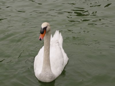 el cisne