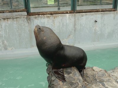 La Foca