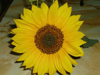 El girasol