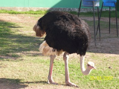 פאזל של El avestruz