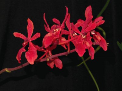 פאזל של Orchidaceae