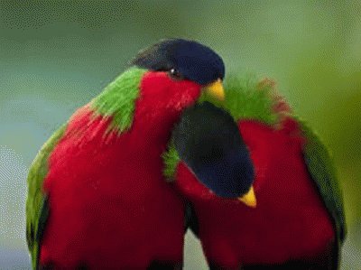 פאזל של parrots