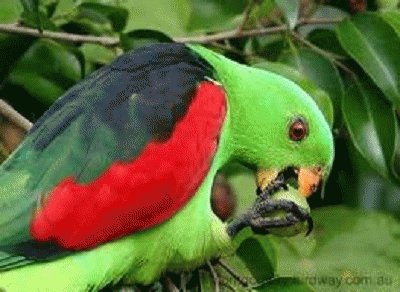 פאזל של parrot