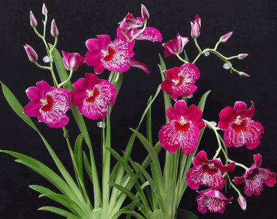 fleurs:orchidÃ©es