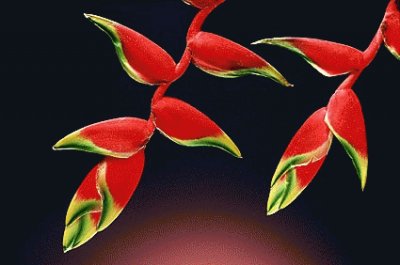 fleurs: heliconia