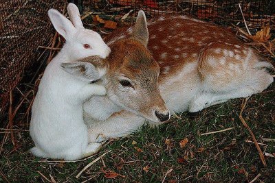 biche et lapin