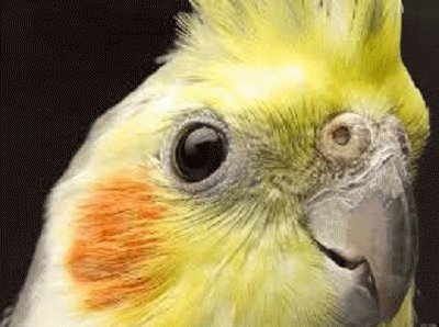 cockatiel