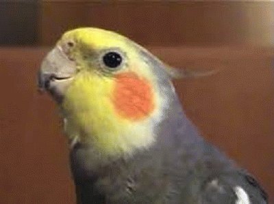 פאזל של cockatiel