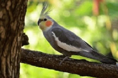 cockatiel jigsaw puzzle