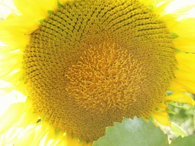 פאזל של Sunflower Helianthus annuus, Pullman, Washington. EUA