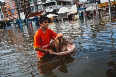 Thai Puppy Love