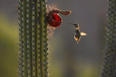 COLIBRI EN EL CACTUS