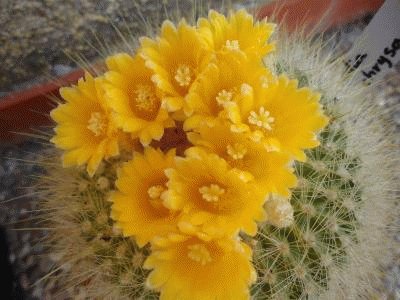 PARODIA EN FLORACION