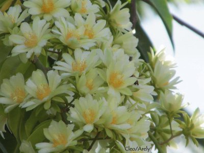 PERESKIA ACULEATA jigsaw puzzle