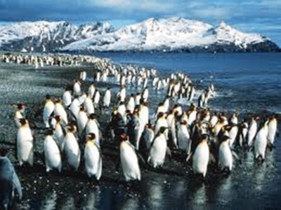 pinguins jigsaw puzzle