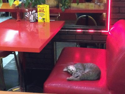 Gato Dorminhoco