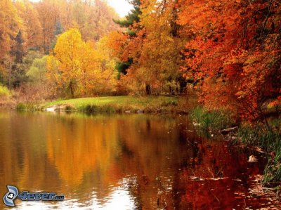 bosque