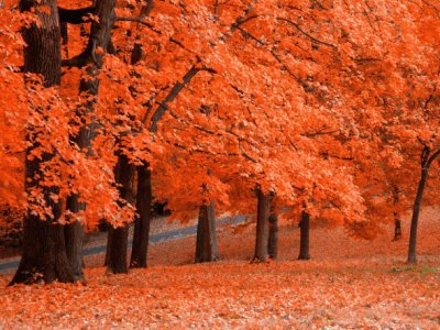 naranja