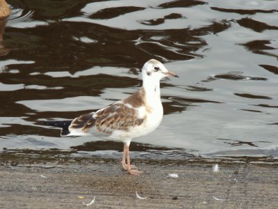 פאזל של Juvenile Black-headed Gull