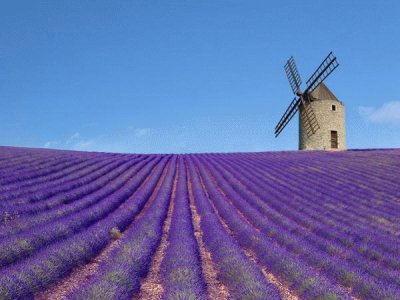 פאזל של lavanda