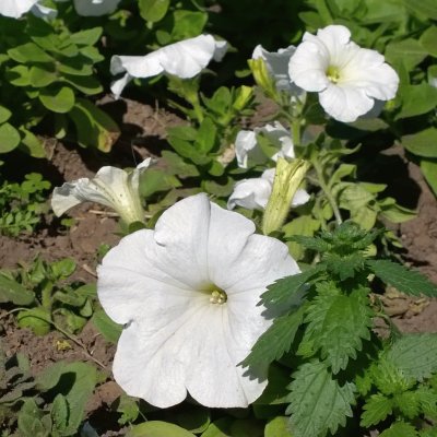 Flor Blanca jigsaw puzzle