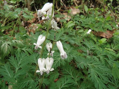 Wildflowers on the trail