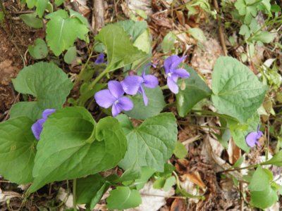 Violets jigsaw puzzle