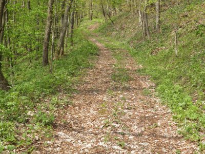 Trail in the woods jigsaw puzzle