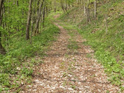 Trail in the woods