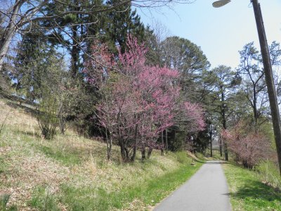 Path at Lake Junaluska jigsaw puzzle