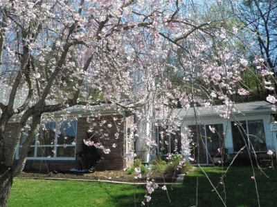 Flowering Tree