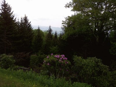 Rhododendron Brushy Fork