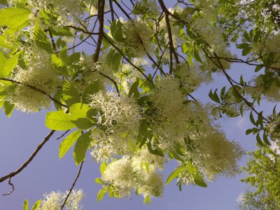 פאזל של Fringe Tree