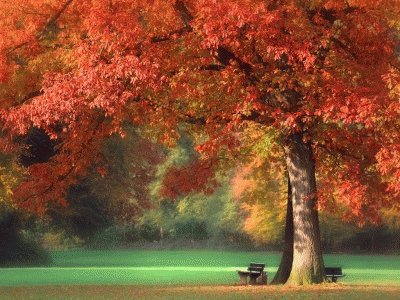 arbol