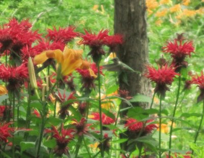 Hummer in Bee Balm jigsaw puzzle