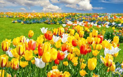 flores