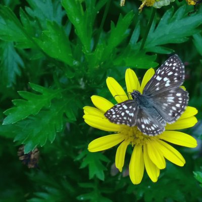 Mariposa y margaritas