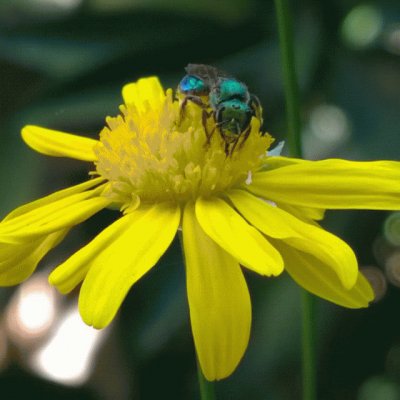 Avispon verde y marguita