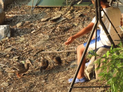 Feeding the ducks on the riverbank jigsaw puzzle