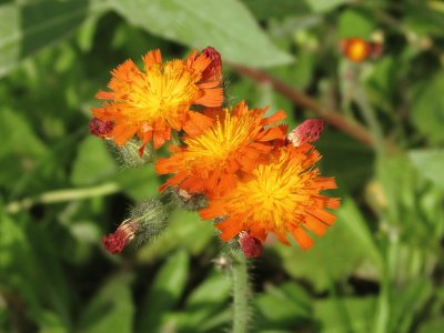 פאזל של Orange flowers