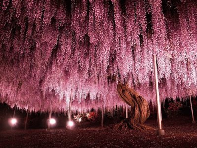 arbol de Glisinas.