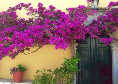 PUERTA CON FLORES Y PLANTAS.