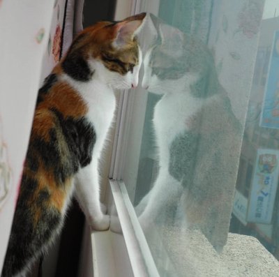 cat