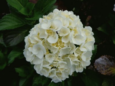HORTENCIAS
