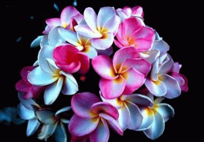 fleurs: frangipanier