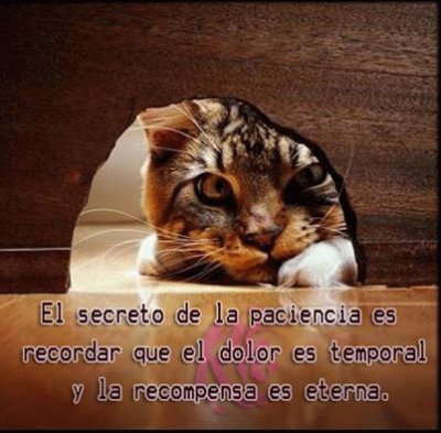 Â¿ QUE ESPERA EL GATO?