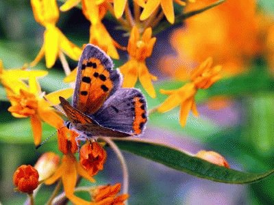 Borboleta